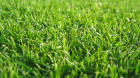 semilla de cesped bermuda grass de calidad Agrosad